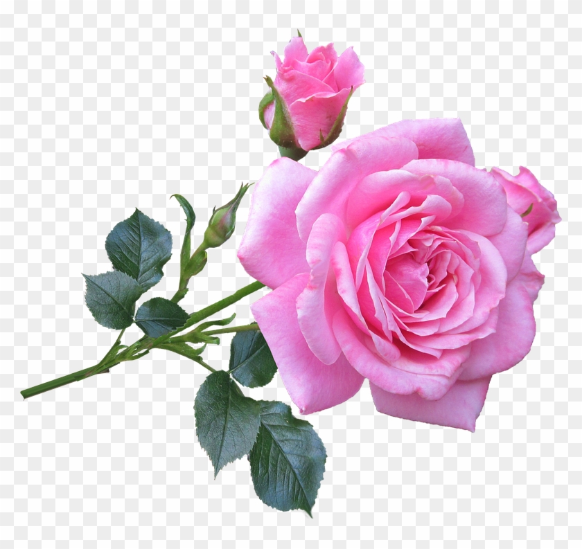 Picture Of A Pink Rose - Good Morning Gif New Rose #406630