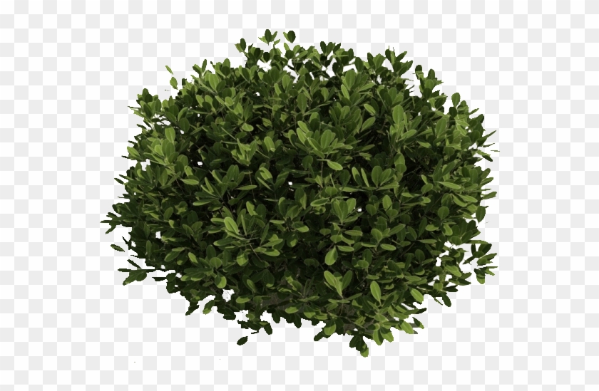 Image Result For Shrubs Clipart Transparent Background - Bushes Transparent #406635