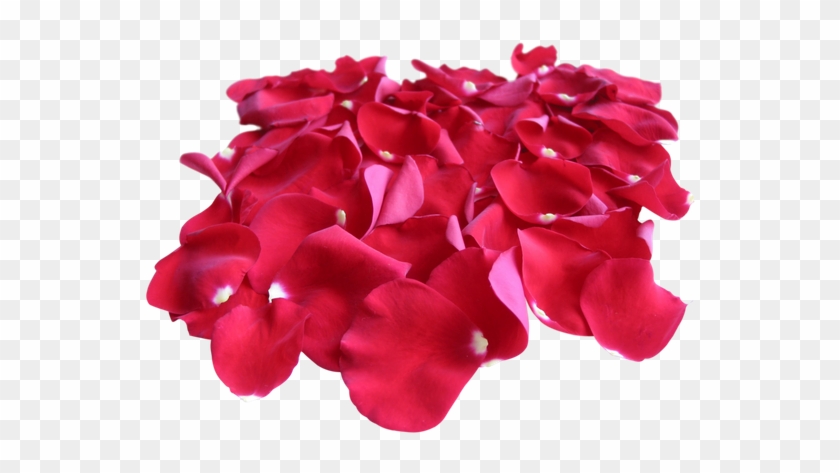 Red Rose Petals - Rose #406649