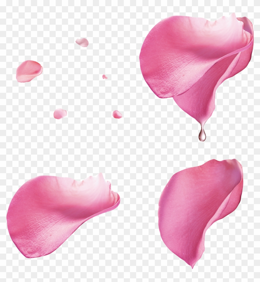Pink Rose Petal Floating Material - Transparent Pink Rose Petals Png #406654