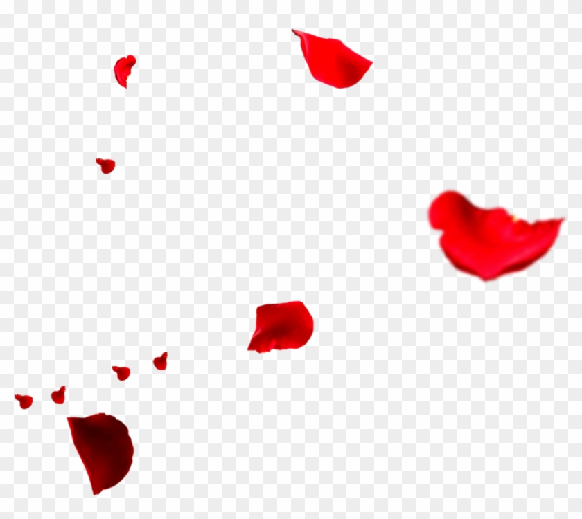 Petal Rose Flower - Rose Petals Falling Png #406661
