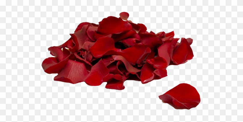 Bigstock Red Rose Petals 1638137 - Rose Petals #406663