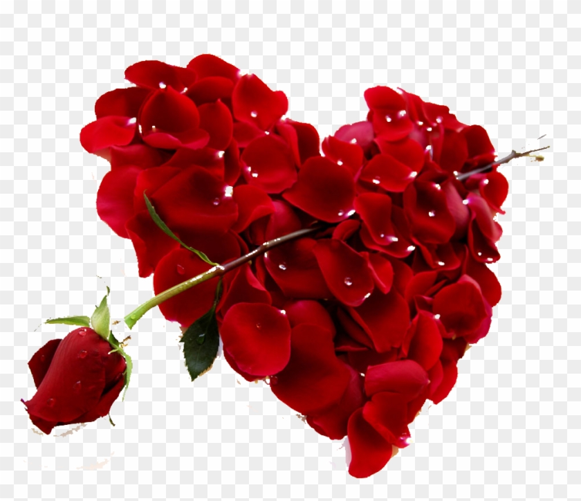 Heart Rose Red Valentines Day Petal - Heart Rose Red Valentines Day Petal #406720