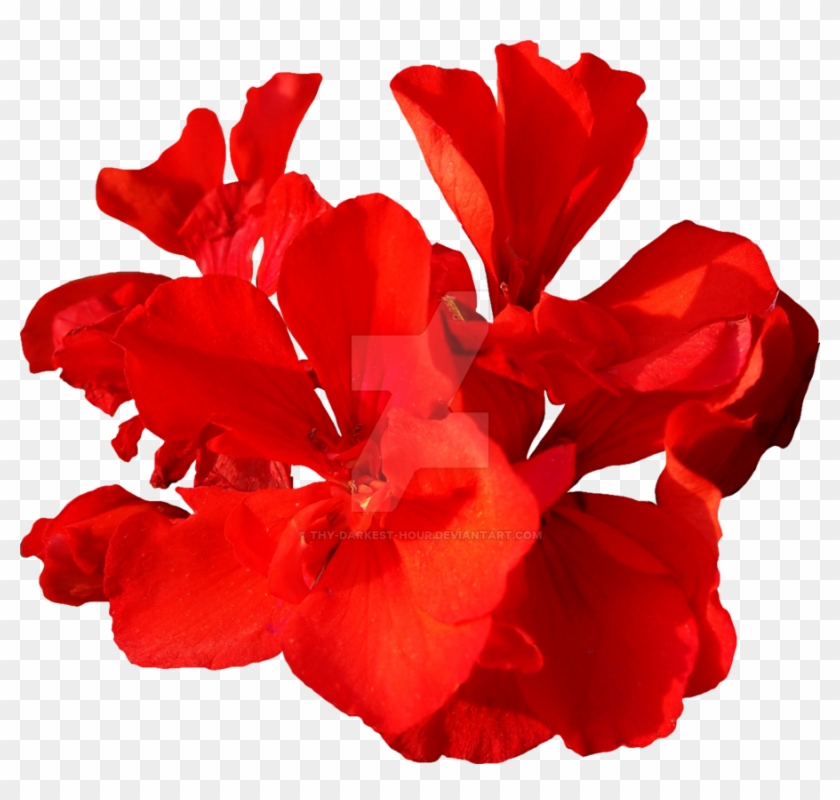 Red Flower Png - Red Flower Png #406737