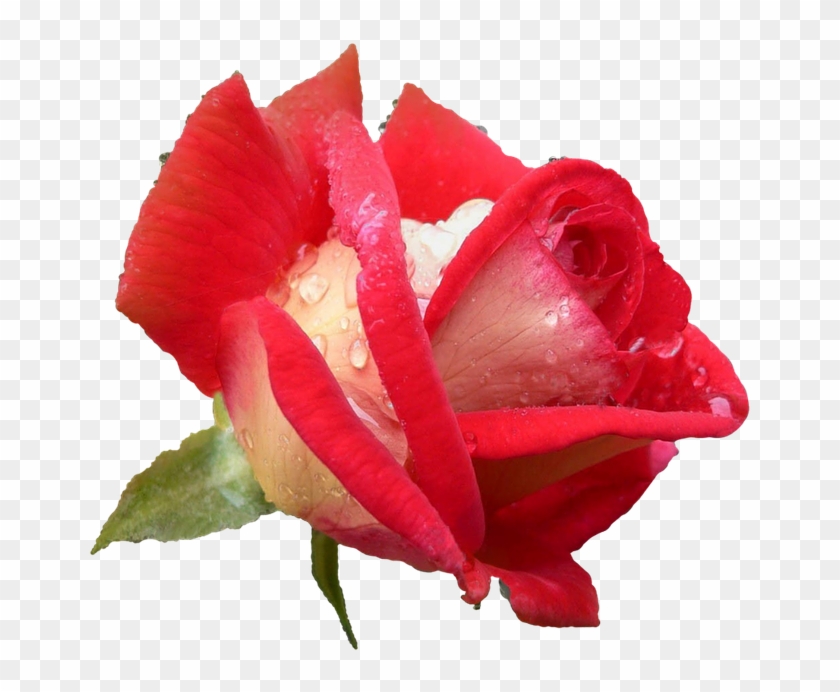 Rose, Rose Flower, Plants, Rose Petals - Cumanız Ve Bayramınız Mübarek Olsun #406760