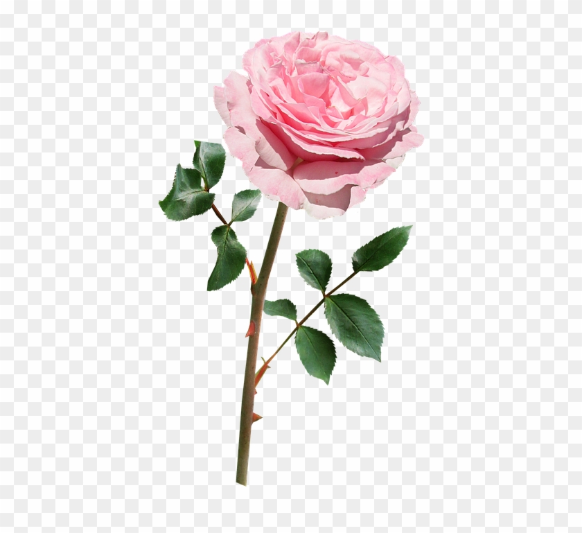 Rose, Pink, Stem, Flower - Flower With Stem Png #406823
