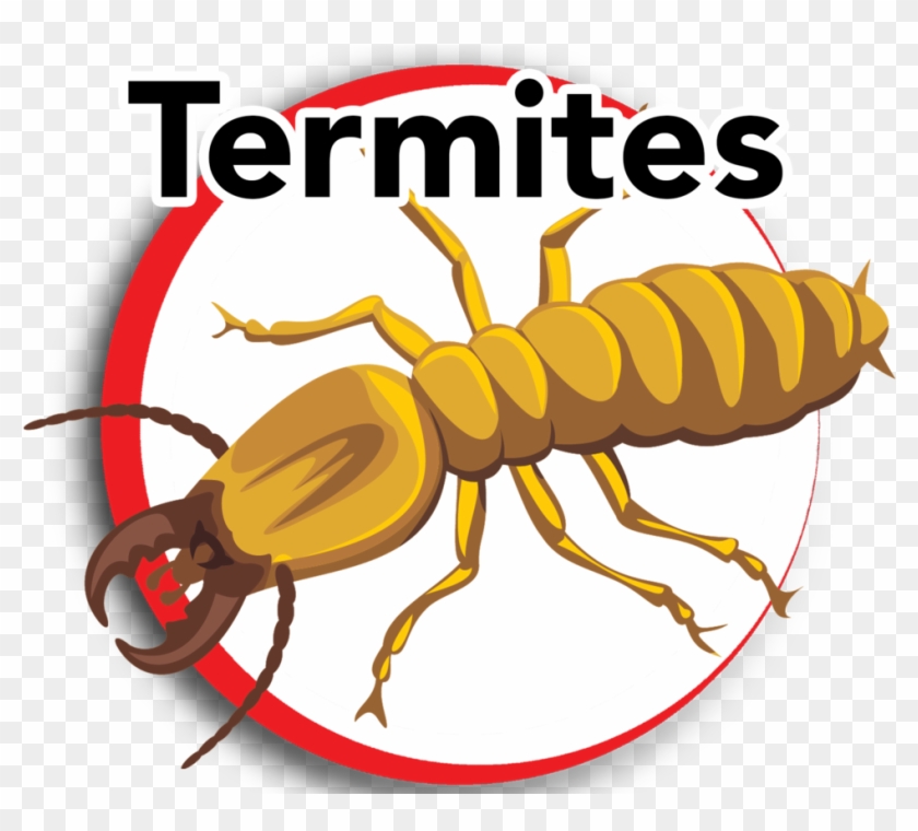 Termites 1 - Termites Clip Art Transparet #406848