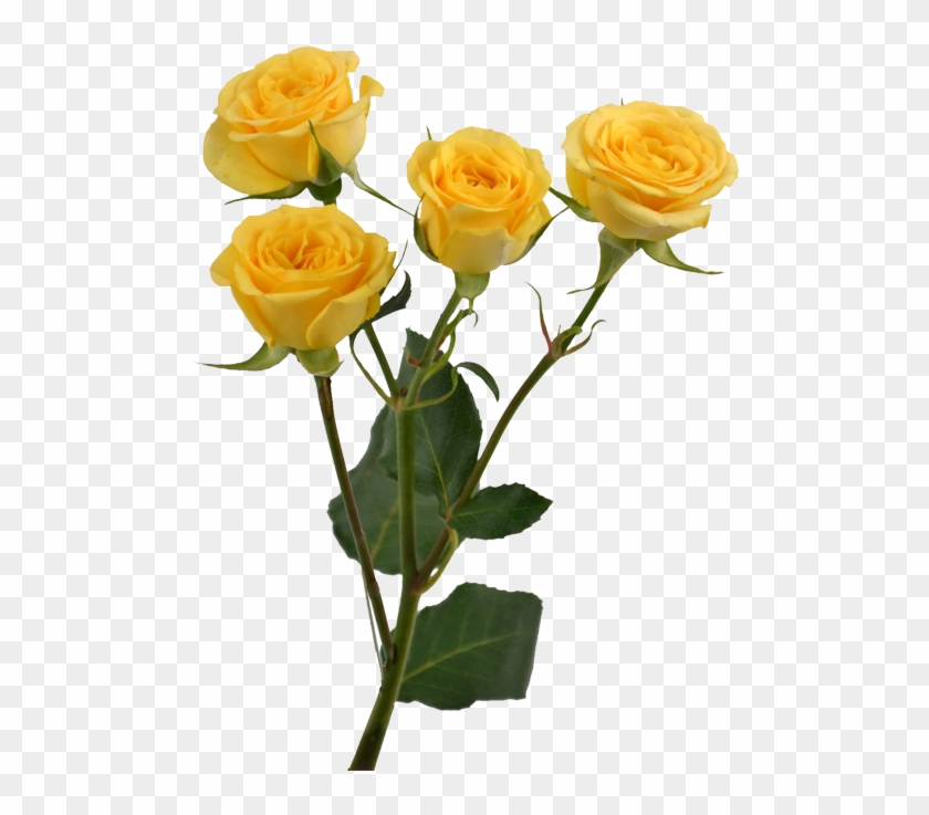 Yellow Rose Flower Free Png Transparent Images Free - Pastel Yellow Aesthetic Png #406859