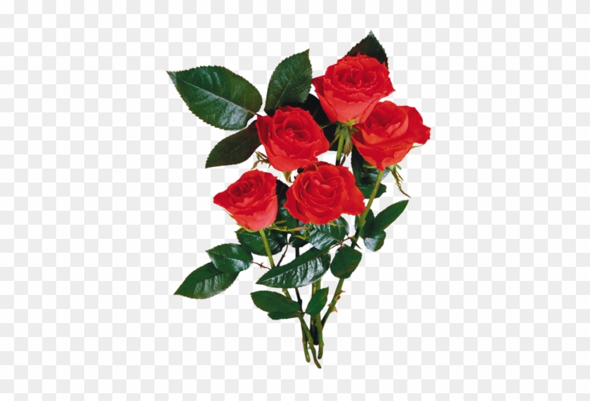 5-2 19 - Bouquet De Rose Rouge En Png #406874