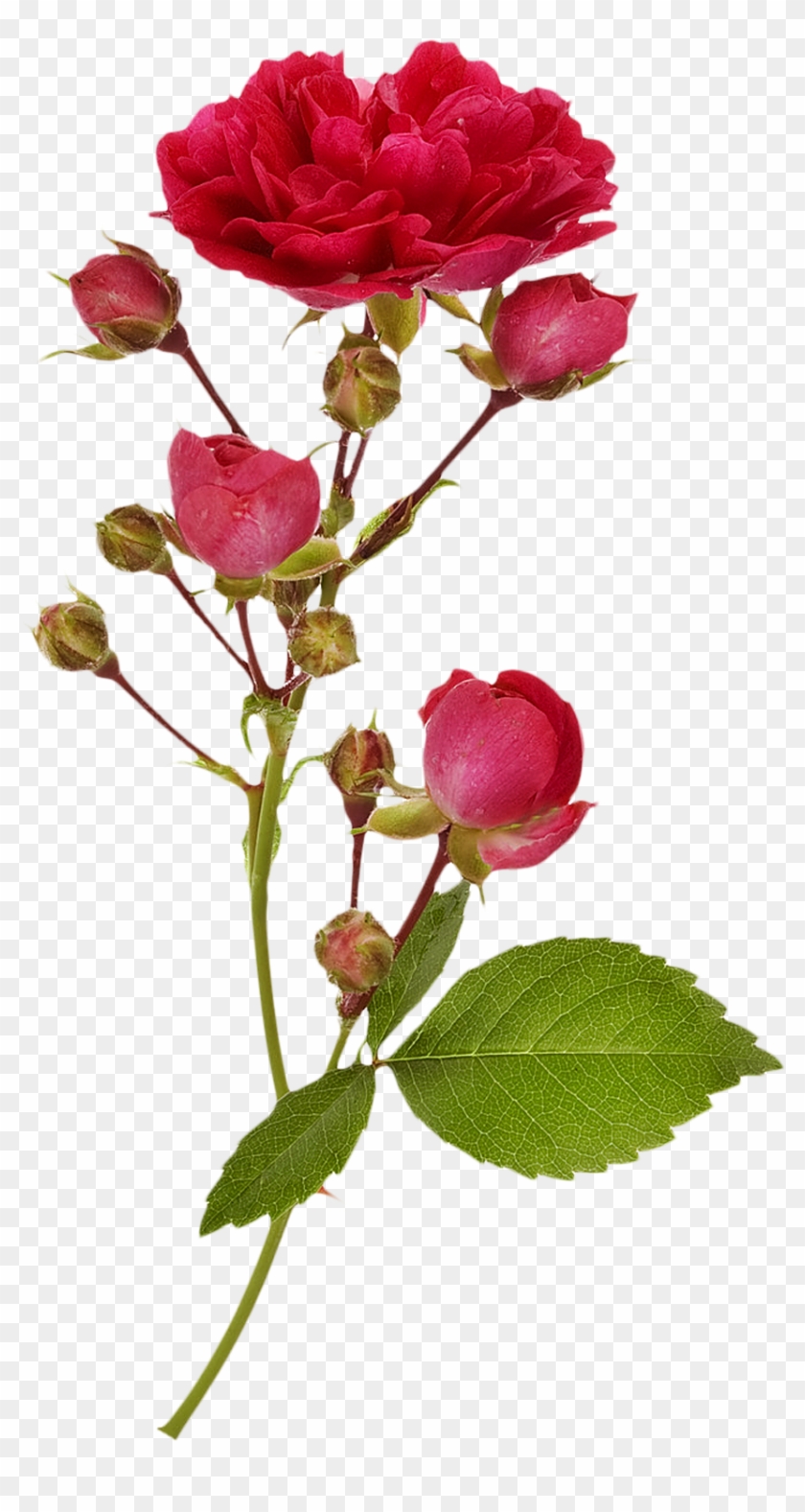 Garden Roses Branch Flower Photography - Rose Branches #406882