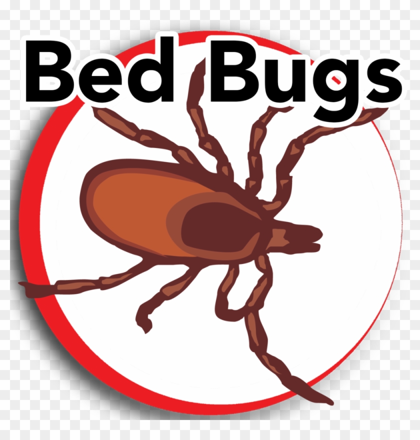 Bed Bugs Update - Deratisation #406884