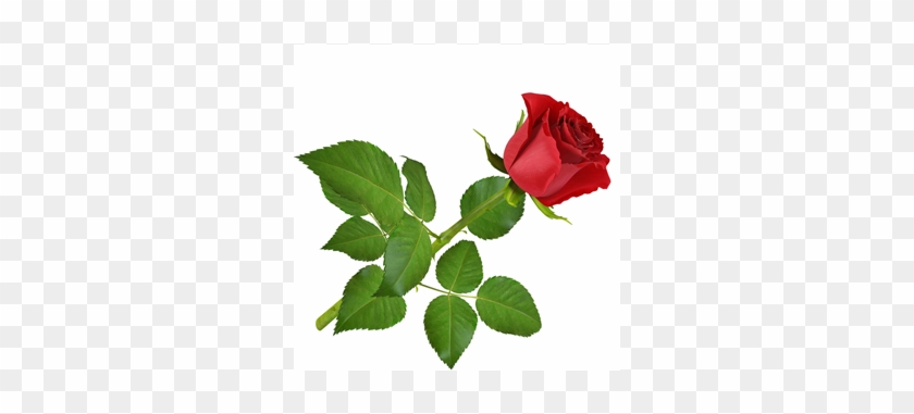 Rose - Rose #406885