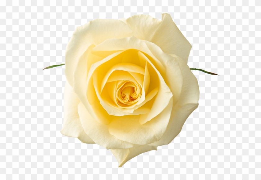 Free Clipart - Yellow Rose - Png - White Rose Flower Png #406888