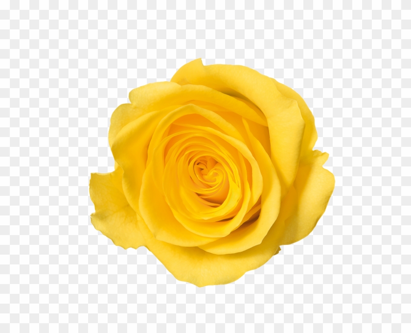 Yellow Rose Png Image - Flowers With No Background #406895