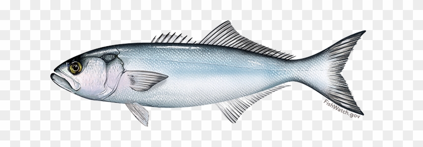 Blackened Bluefish With Tropical Salsa - Bluefish Illustration #407146