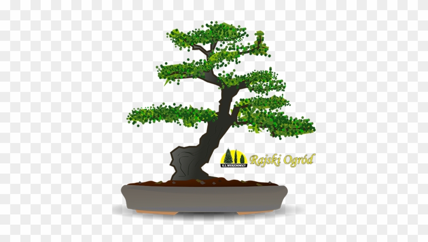 Drzewka Formowane, Szczepione I Bonsai - Karate Kid Bonsai #407473