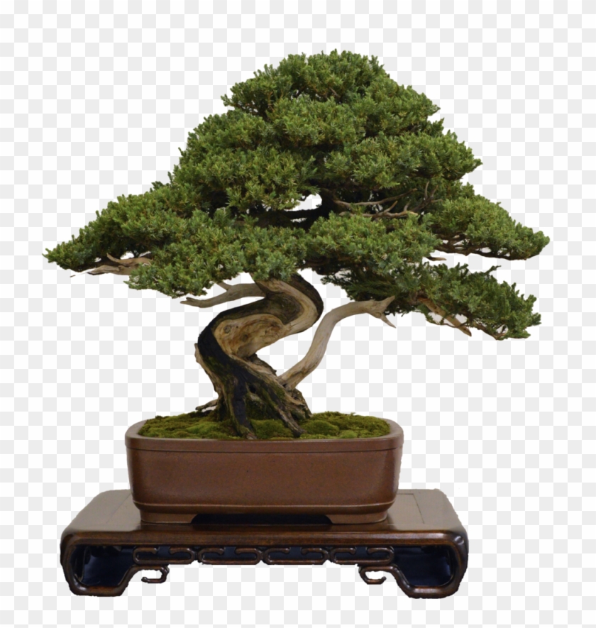 Contact Form - Bonsai Png Transparent #407474