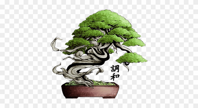 Studio Botanico Bonsai - Bonsai #407476