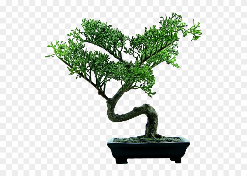 Natra Bonsai Green Tree - Complete Beginners Guide To Bonsai Trees: Growing, #407484
