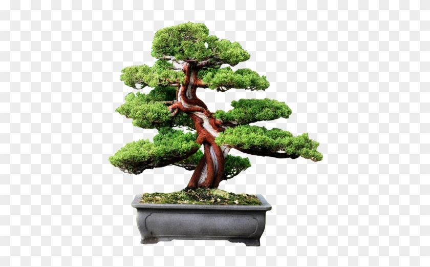 About Bonsai Hunter - Sageretia Theezans #407496