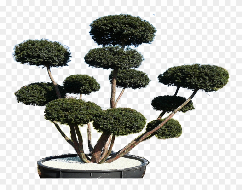 Pinus Silvestris Eine Veredelte Formpflanze - Sageretia Theezans #407503