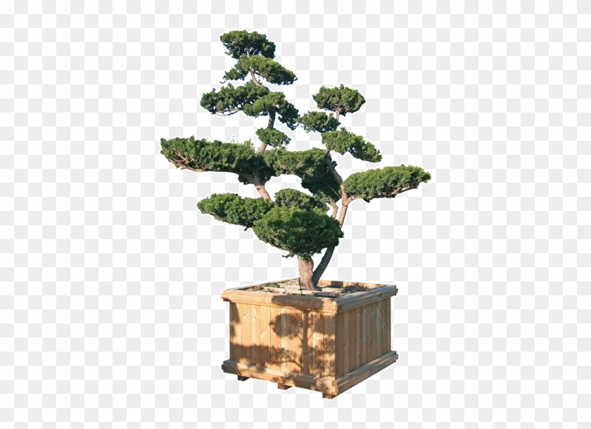 Prices On Request, Plants From 150cm To 270 Cm High - Taxus Bonsai Png #407505