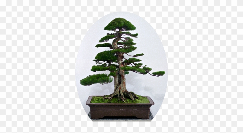 سيد ازاهار العدروس - Bonsai Malaysia #407515