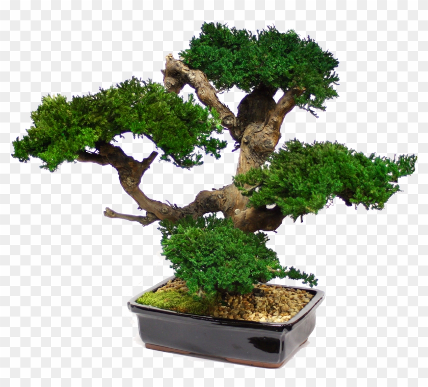 Zona Gallery - Large Bonsai Tree Preserved Forever Green Art - Mbo #407519