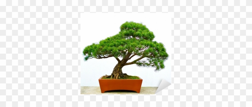 Bonsai Pine Tree Greeting Card #407534