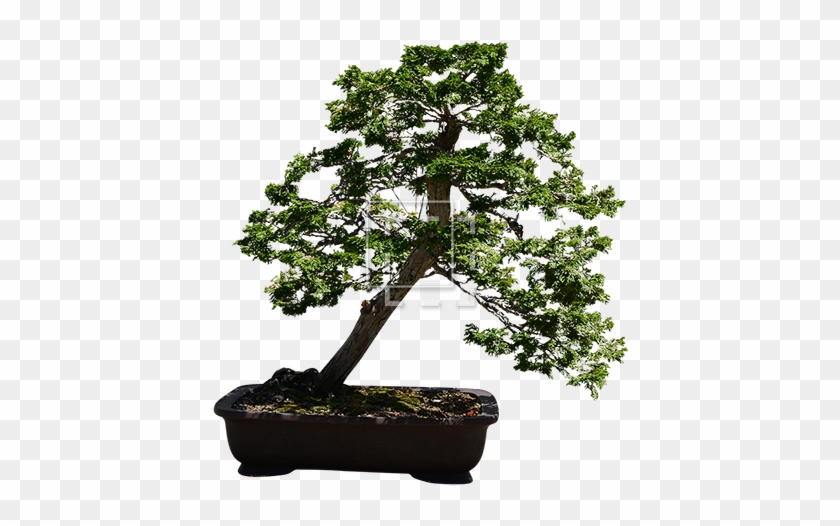 Parent Category - Bonsai Tree Transparent Background #407543