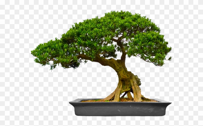 Philosophy - Bonsai #407545