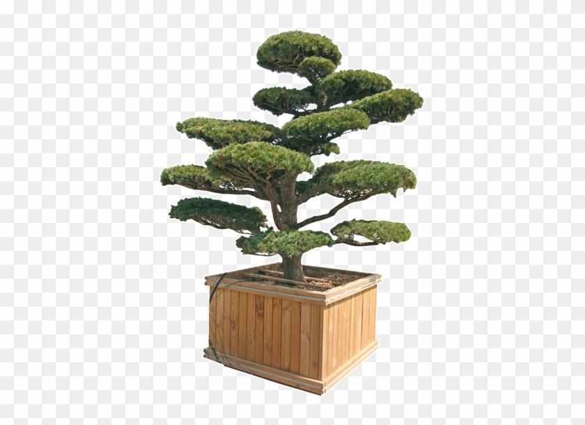 Pinus Penthaphylla, Parviflora E Thunbergii - Ilex Crenata Kinme Bonsai #407548