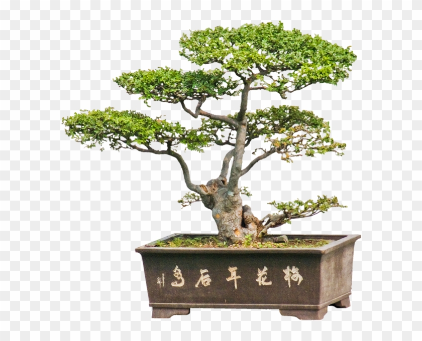 Penjing3 - Bonsai #407559