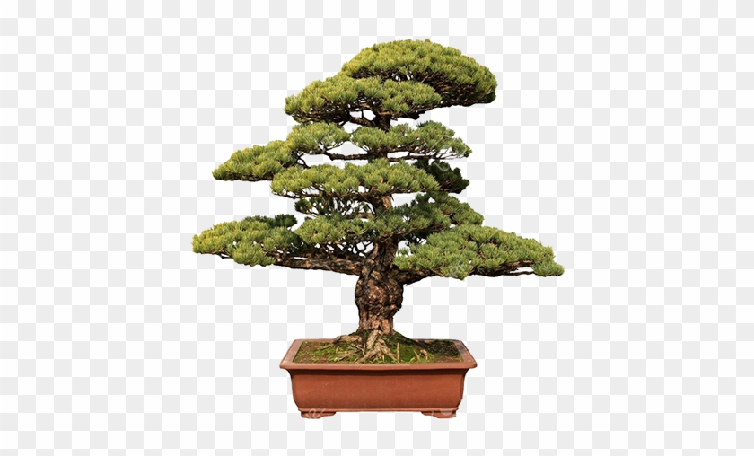 Eens In De Twee Weken Organiseert Ruru Buitendienst - Garden Coliseum Bonsai Tree Starter Kit-grow Your Own #407595