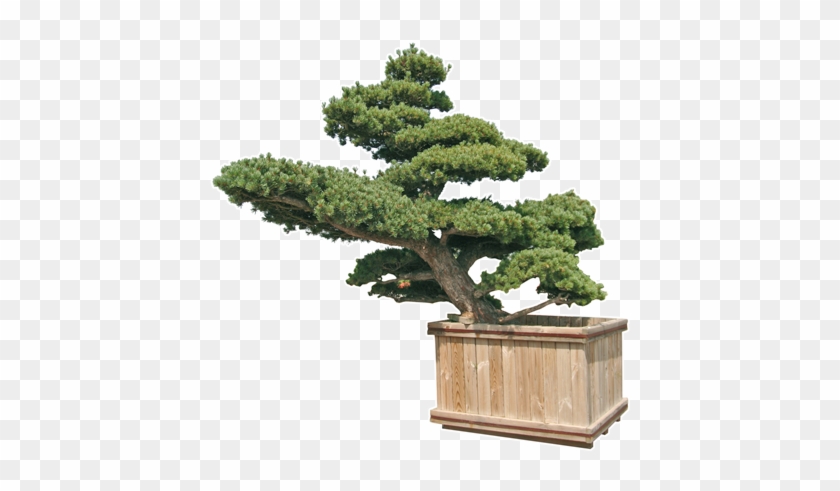 Pinus Penthaphylla, Parviflora E Thunbergii - Bonsai Prezzi #407597