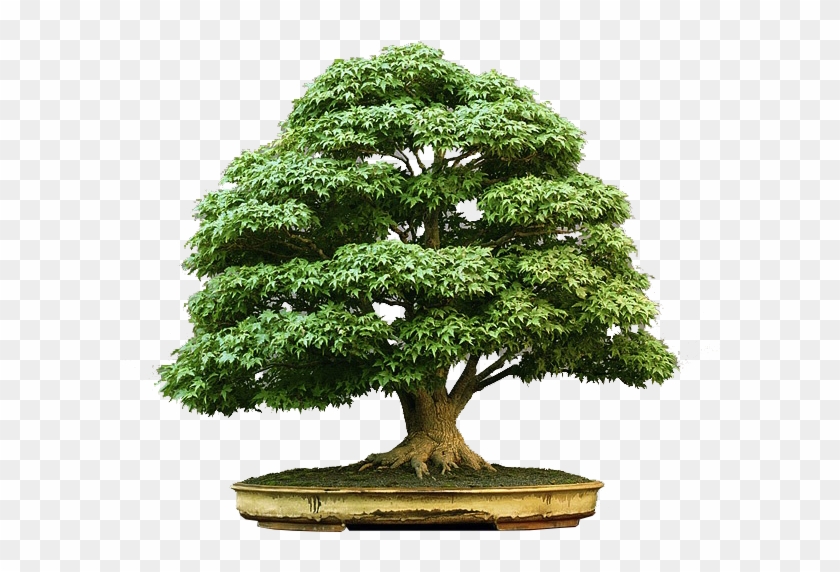 Bonsai-zezinho - Bonsai Tree #407604