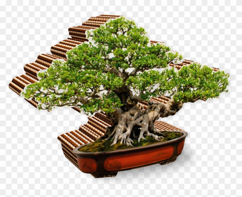 Bonsai - Zen: Zen For Beginners A Beginners Guide #407612