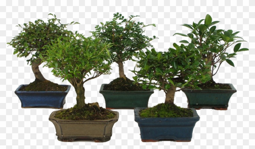 Bonsai Praktiker #407642