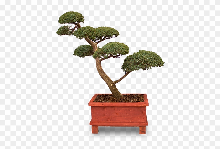 Stylowe Drzewka Bonsai - Bonsai #407647