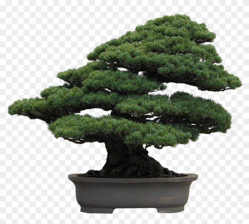 Image12 - Japanese White Pine Bonsai #407666