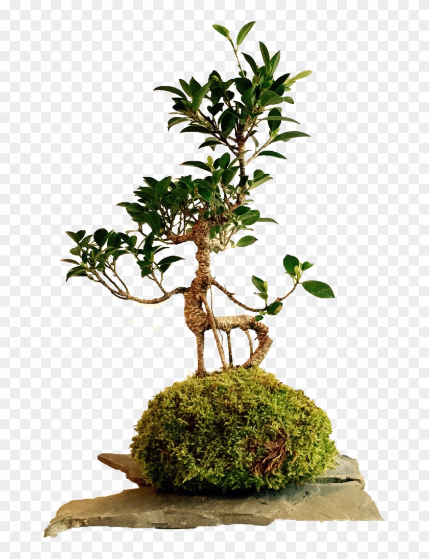 20 Años - Monsais Pnj #407670