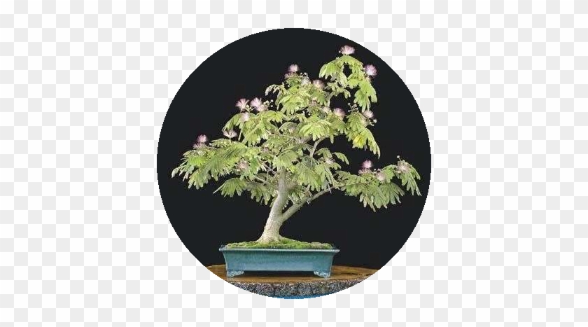 Muda Pequena De Mimosa Sensitiva - Mimosa Bonsai #407672