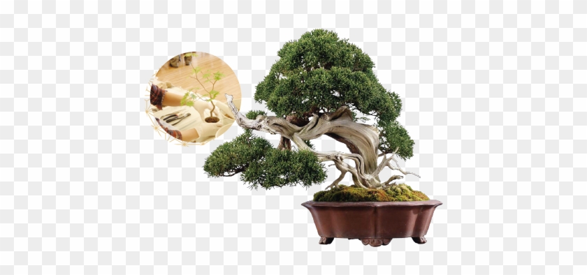 Bonsai Miniature Trees Are Earning International Accolades - 盆栽 松 #407689