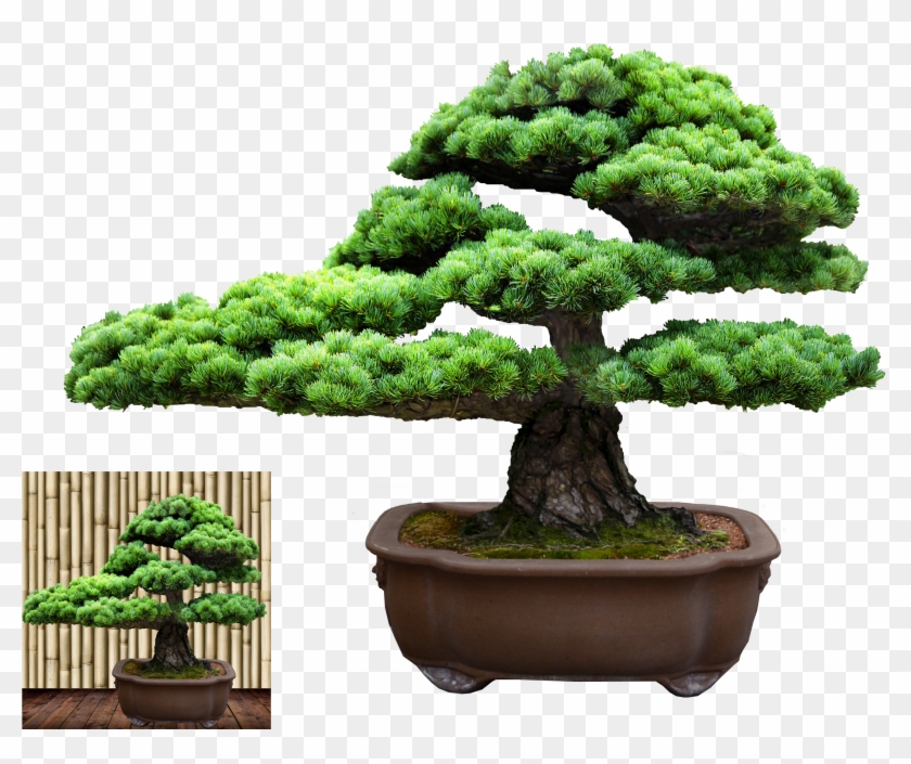 Bonsai - Sageretia Theezans #407699