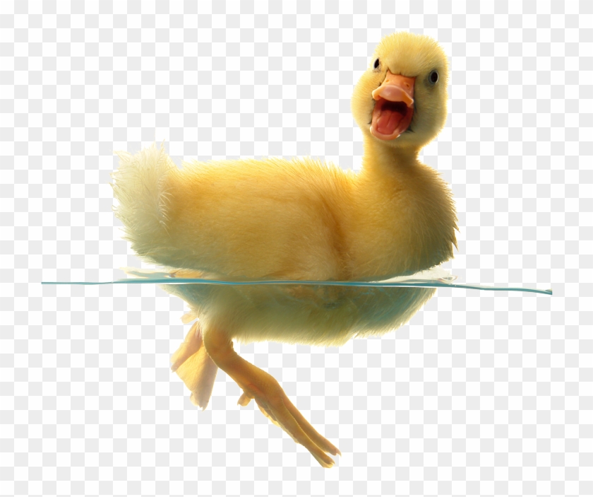 Duck In Water Png - Duck Swimming Png #408189