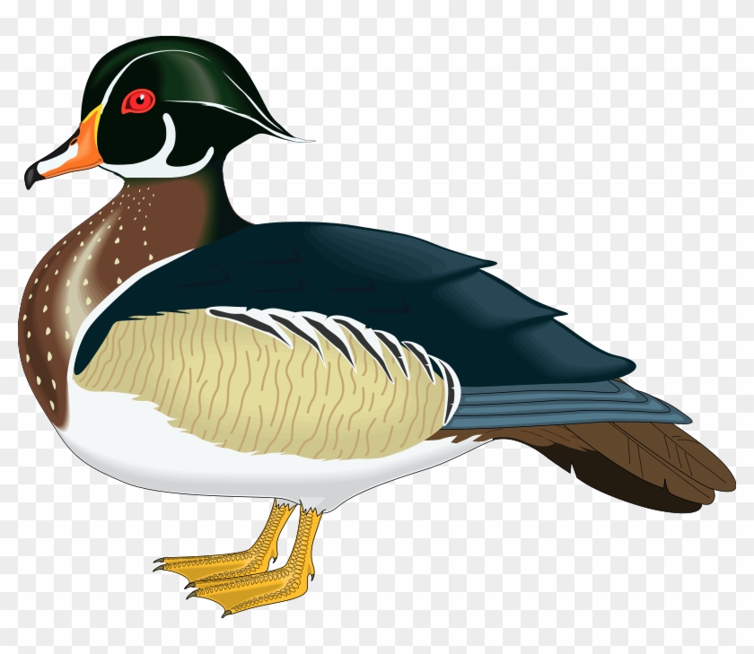 Bird 57 Free Vector - Wood Duck Clipart #408349