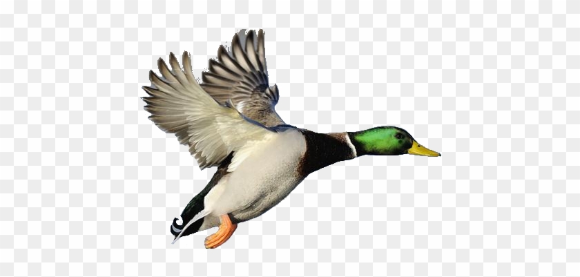 Mallard Duck Clipart - Mallard Duck In Flight #408359