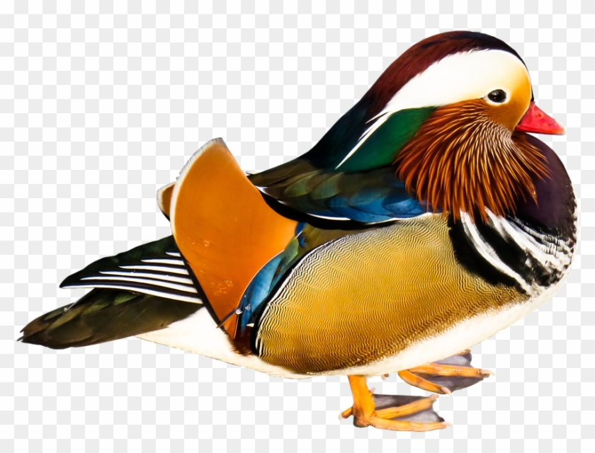 Duck Images Free 17, Buy Clip Art - Pato Mandarin Png #408363