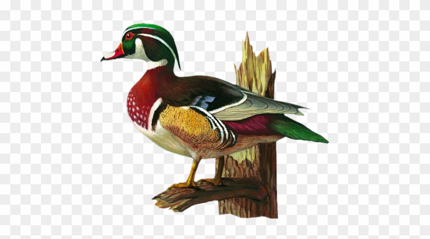 Wood Duck Clipart - Wood Duck Clipart #408366