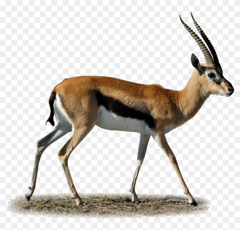 Gazelle10 - Gazelle Png #408629